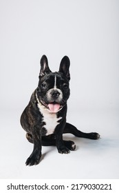 French Bulldog  
Sit down   Tongue nails  Very happy
white background