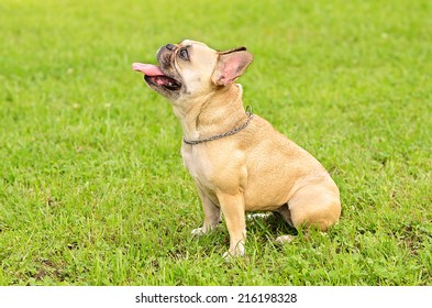 French Bulldog Sit On The Green Grass