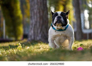 A French bulldog sits in an autumn park waiting for the owner to play ball