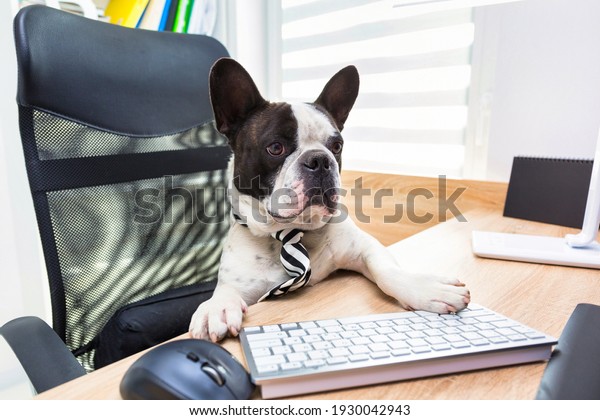 French Bulldog sits at a desk in an office and\
works on a computer