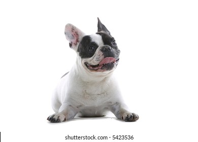 4,507 Bulldog Frances Images, Stock Photos & Vectors | Shutterstock