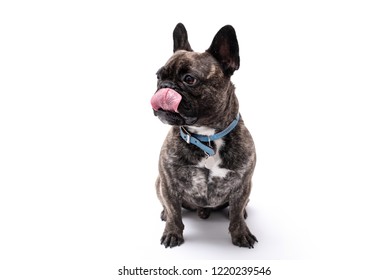 1,127 French Bulldog Licking Images, Stock Photos & Vectors | Shutterstock