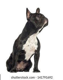 French Bulldog Sitting, Looking Up, 2 Years Old, Isolated On White