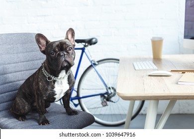 French bulldog sitting on chair by table in home office