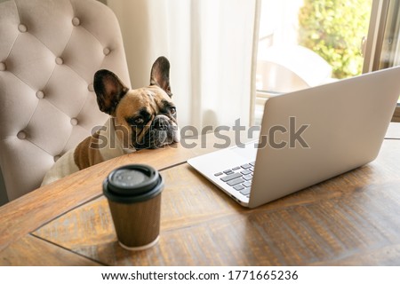 French bulldog sitting on a chair and looking tired at the camera during working on laptop staying on a table with coffee cup. The funny cute pet dog at home office. The business concept, boss.