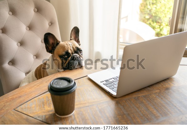 French bulldog sitting on a chair and looking tired\
at the camera during working on laptop staying on a table with\
coffee cup. The funny cute pet dog at home office. The business\
concept, boss.