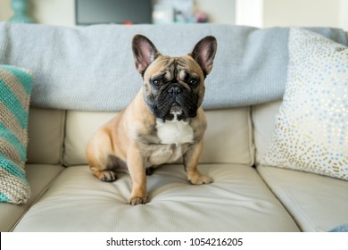 French bulldog sitting on couch - horizontal