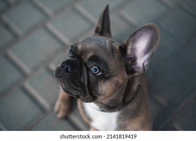 french bulldog sitting on the ground. puppy looking up