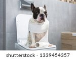 French bulldog sitting on a toilet seat in bathroom