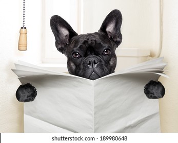 french bulldog  sitting on toilet and reading newspaper
