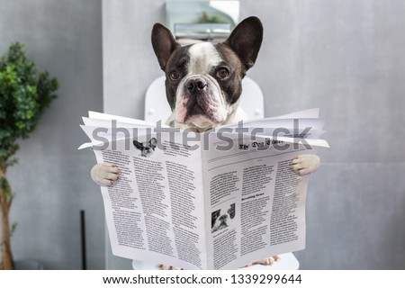 French bulldog sitting on a toilet seat with the newspaper