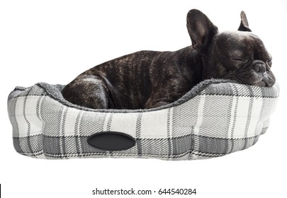 French bulldog sleep in bed on white isolated background