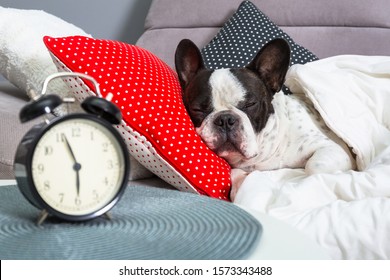 French bulldog sleeping in the bed with alarm clock