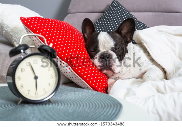 French Bulldog Sleeping Bed Alarm Clock Stock Photo (Edit