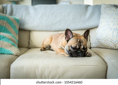 French Bulldog Sleeping On Couch