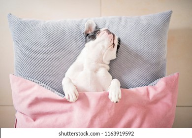 French Bulldog Sleeping On A Pillow