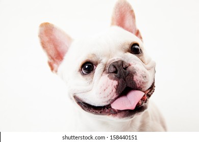 French Bulldog Smiling Face With Tongue Out