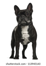 French Bulldog Standing Against White Background Stock Photo 113945143 ...