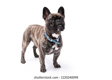 French Bulldog Standing Looking Side Isolated Stock Photo 1220240098 ...