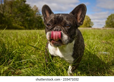 French Bulldog Sticking Tongue Out While Walking Towards Viewer