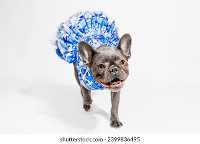 French Bulldog in a Stylish Dress on a White Background