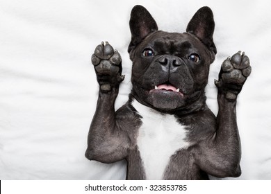 french bulldog   surprised and shocked  staring at you with arms in the air, in bed on a pillow