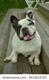 French bulldog in Swedish summer
