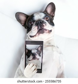 French Bulldog Taking A Selfie With Cell Phone Camera 