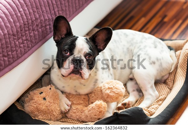 teddy bear french bulldog