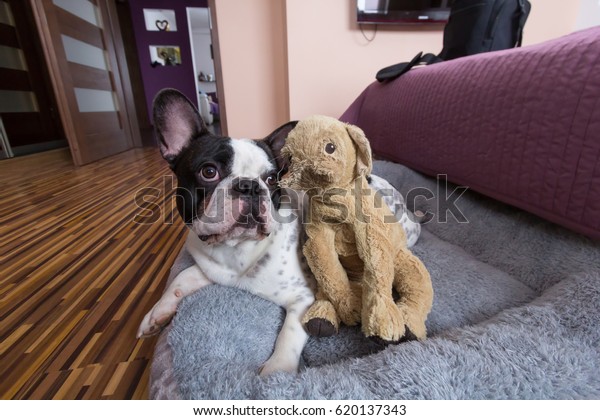 french bulldog teddy