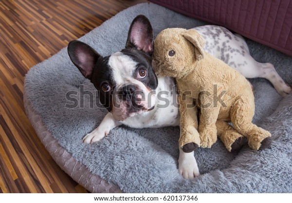 bulldog teddy bears