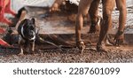 The French Bulldog together with the owner overcame an obstacle in the form of a pit filled with water and mud. Obstacle course for dogs and runners in extreme conditions