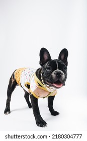 French Bulldog, 
Tongue Nails, Very Happy
White Background