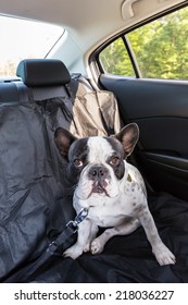 French bulldog traveling in the car