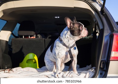 French bulldog traveling in the car trunk