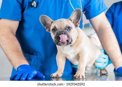 89,815 Veterinary hospital Images, Stock Photos & Vectors | Shutterstock