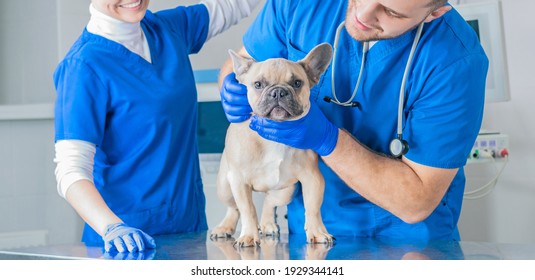 French Bulldog in a veterinary clinic. Two doctors are examining him. Veterinary medicine concept. Pedigree dogs. Mixed media