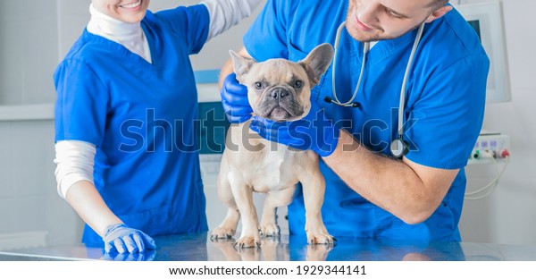 French Bulldog in a veterinary clinic. Two doctors\
are examining him. Veterinary medicine concept. Pedigree dogs.\
Mixed media