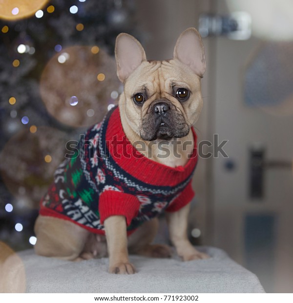 christmas jumper for bulldog