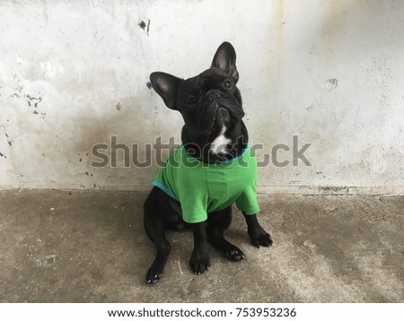 French bulldog wearing the green shirt due the cold weather, black dog sit stay and calm, good boy.