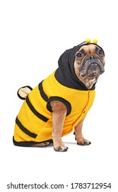 French Bulldog Wearing Halloween Bee Dog Costume Isolated On White Background