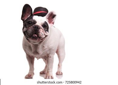 French Bulldog Wearing Hat Standing On Stock Photo 725800942 | Shutterstock