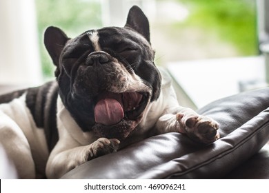 French bulldog yawning on a leather couch