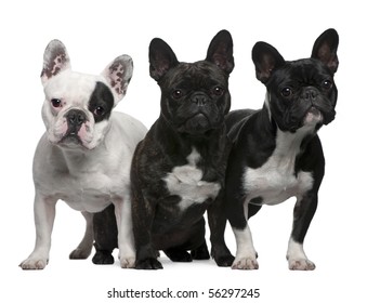 French Bulldogs 11 Months Old 3 Stock Photo 56297245 | Shutterstock