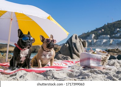 French Bulldogs at the beach, picnic basket, cool sunglasses, beach umbrella, summer days.
