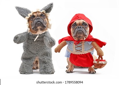 French Bulldogs dressed up as fairytale characters Little Red Riding Hood and bad wolf with full body dog Halloween costumes with fake arms isolated on white background