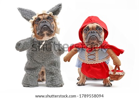 French Bulldogs dressed up as fairytale characters Little Red Riding Hood and bad wolf with full body dog Halloween costumes with fake arms isolated on white background