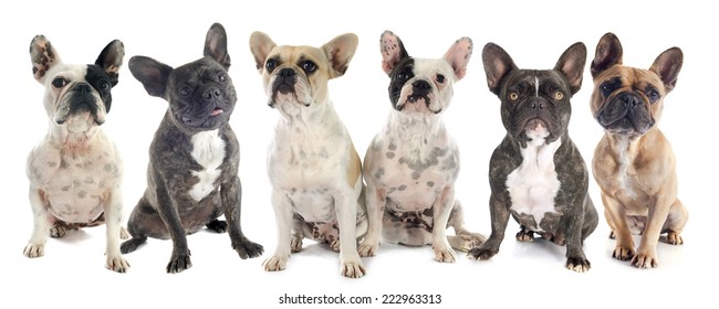 Group French Bulldogs All Ages Front Stock Photo (Edit Now) 113972632