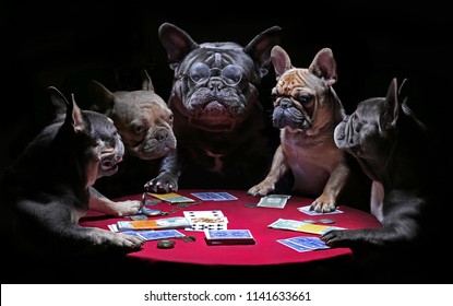 French bulldogs playing cards