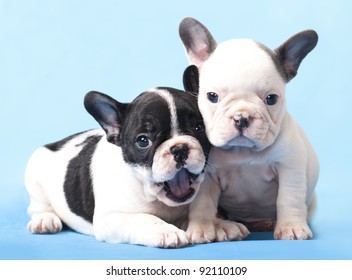 Frenchie Puppy Images Stock Photos Vectors Shutterstock